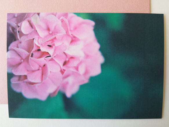 紫陽花①　グリーティングカード　ポストカード　写真　文字入れサービス有り 2枚目の画像