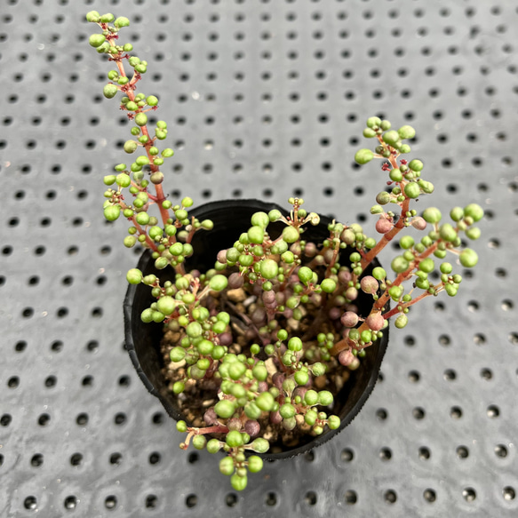 ピレアグロボーサ　多肉植物 2枚目の画像