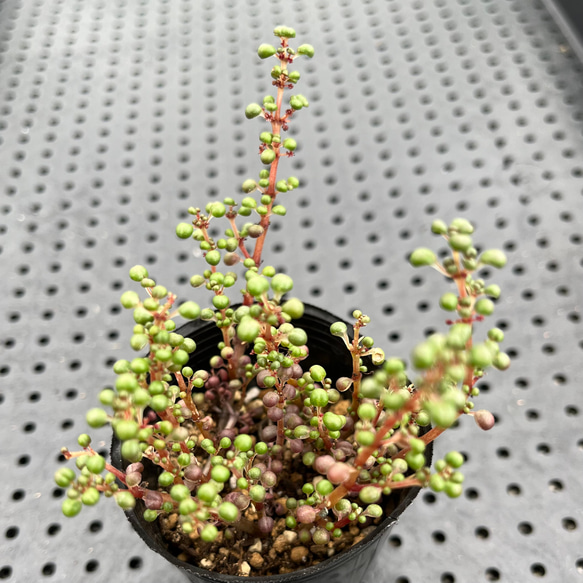 ピレアグロボーサ　多肉植物 1枚目の画像