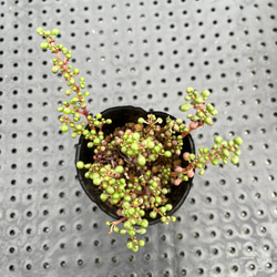 ピレアグロボーサ　多肉植物 3枚目の画像