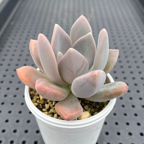 淡いピンクに紅葉♪ 月花美人/月下美人  3カット　多肉植物 淡いピンクに紅葉♪ 月花美人/月下美人 大苗 多肉植物 - メルカリ