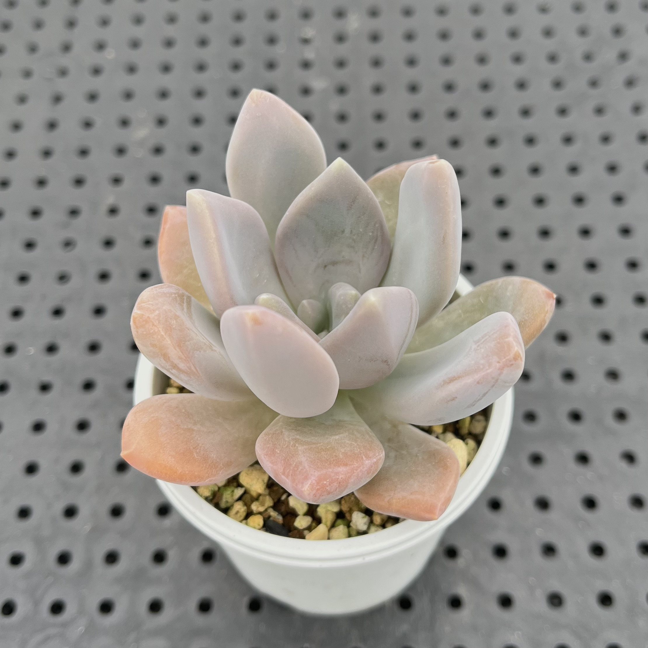 おまとめ中！39SALE！多肉植物^o^   月美人 おまとめ中！39SALE！多肉植物^o^ 月美人