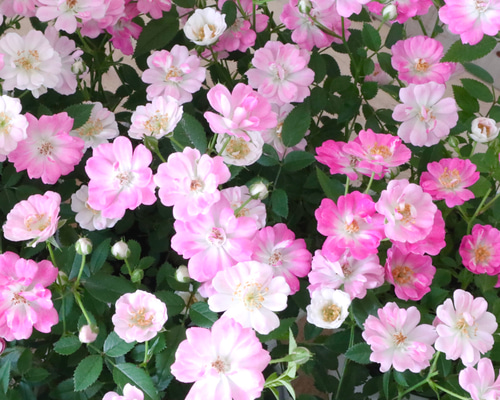 四季咲き♡レンゲローズ♡ミニバラ♡ガーデニング♡鉢ごと♡ アート