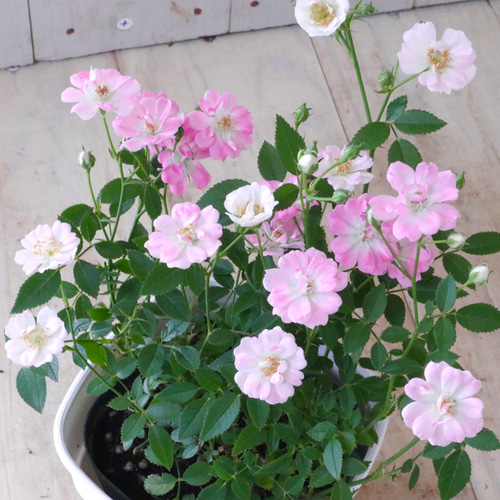 四季咲き♡レンゲローズ♡ミニバラ♡ガーデニング♡鉢ごと♡ アート