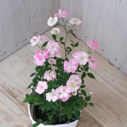 薔薇のアートフラワー　鉢がとても素敵 数量限定 母の日ギフト つるバラ キングローズ 6号鉢 鉢植え タワー