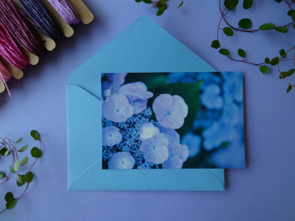 紫陽花②　グリーティングカード　ポストカード　写真　バースデー　誕生日　文字入れサービス有り 1枚目の画像