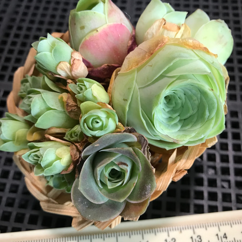 お買い得❣️多肉植物 グリーノビア コレクション 4苗セット カット苗