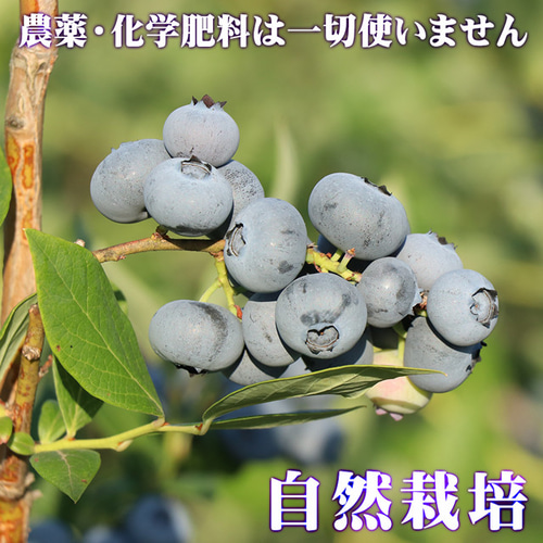 長野県産ブルーベリー(大粒多め) お問い合わせ用 信州からお届け!【完熟】【農薬不使用】大粒冷凍ブルーベリー