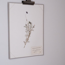 A4　植物標本　ブラキスカム 2枚目の画像