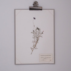 A4　植物標本　ブラキスカム 1枚目の画像