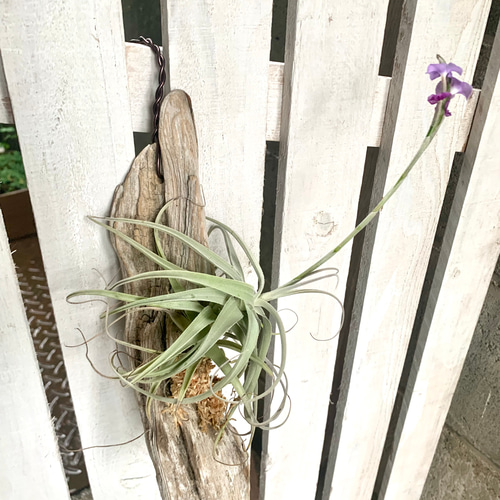 レア)チランジア アトロビオラセア (DP) レア)チランジアアトロ