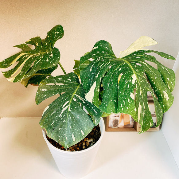 Monstera deliciosa  斑入りモンステラ　デリシオーサ　緑斑入り