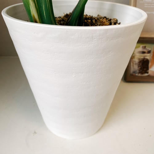 ［現品］【希少】5番　モンステラ　斑入り　7号　レア　観葉植物　室内　鉢受け皿付 現品］【希少】5番 モンステラ 斑入り 7号 レア 観葉植物 室内