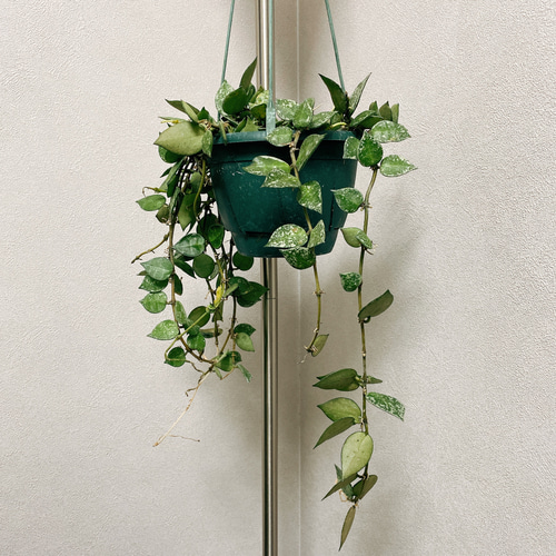 ホヤ クローニアナシルバー 苗 多肉植物 謝恩 特価品！ ② 【公式通販】