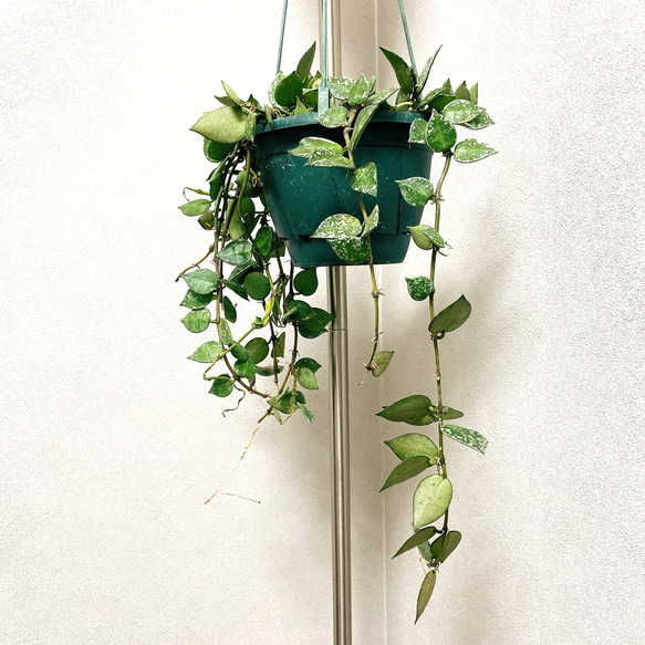 在庫］【希少】ホヤ クローニアナシルバー レア 吊り下げ 観葉植物