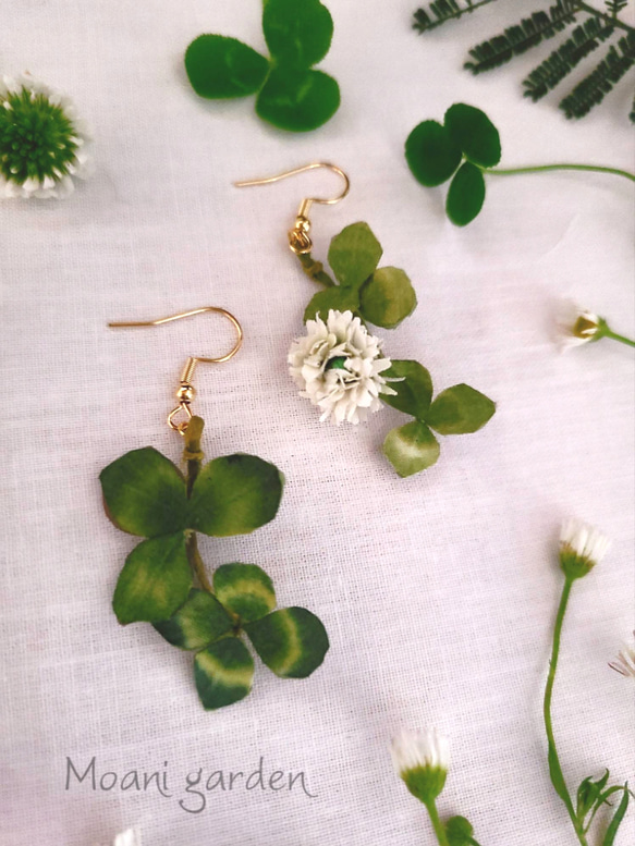 布花 コットン幸せの四つ葉　白詰草 道草　花摘み　小さく揺れる耳飾り 1枚目の画像