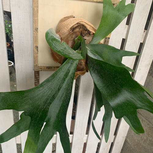 大株! ビカクシダ アルシコルネ Platycerium alcicorne コウモリ