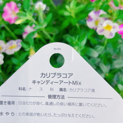 キャンディアートMIX♡【カリブラコア寄せ植え】ナチュラルガーデニング♡ホワイト系陶器鉢入り♪長く楽しめるお花 7枚目の画像