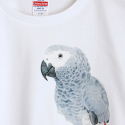 p-jet　ヨウム  Tシャツ　 / 鳥 インコ オウム 4枚目の画像