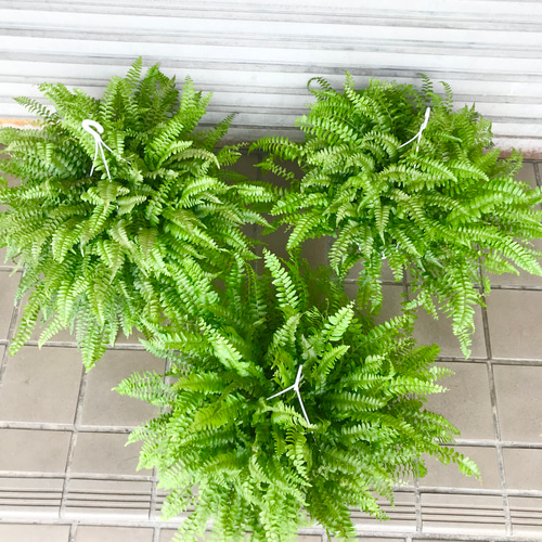特価 ボリューム抜群！ シダ ボストンファーン 6号 吊り鉢 3鉢 その他
