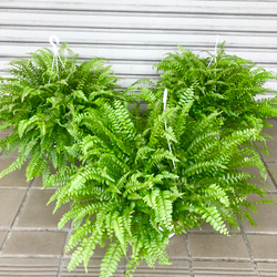 岡山 2日間限定価格 引き取り限定 特大 シダ ボストンファーン 観葉植物 観葉植物：ネフロレピス タマシダ ボストンファーン*吊り鉢 5号 【3/23
