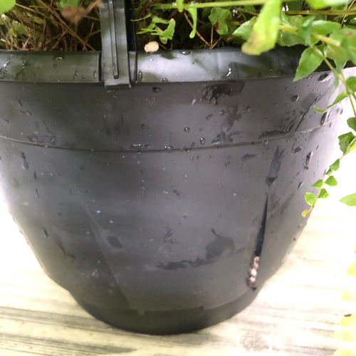 特価 ボリューム抜群！ シダ ボストンファーン 6号 吊り鉢 3鉢 その他