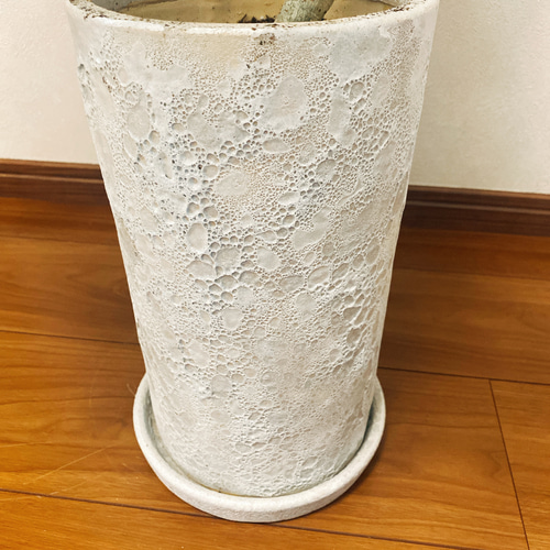 現品］【希少】シェフレラ ムーンドロップ レア 曲がり 白斑 陶器鉢