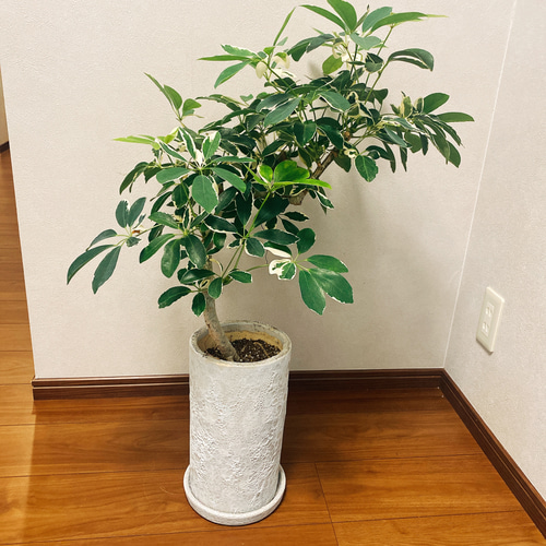 現品］【希少】シェフレラ ムーンドロップ レア 曲がり 白斑 陶器鉢