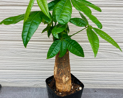 パキラ24出品 パキラ24出品 楽天市場】パキラ（花・観葉植物｜花・ガーデン