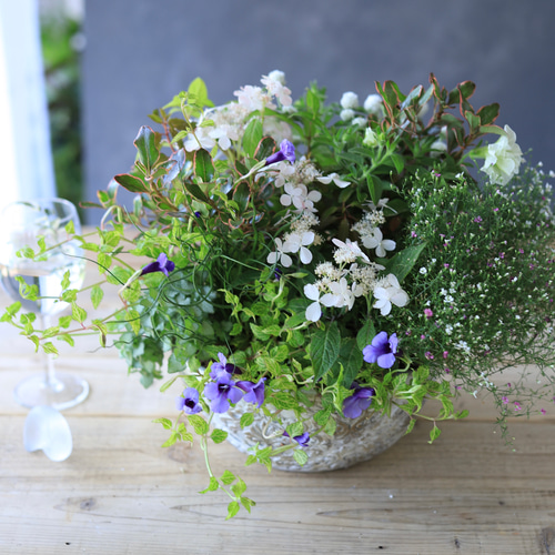 アンティークなベースに♪山紫陽花のプランツギャザリング寄せ植え