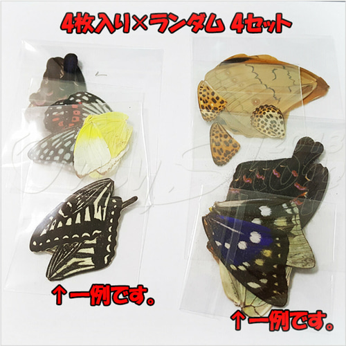 楽天市場】(オーダー品)(FUNKOUTS)(Ageha)透かし羽の大きな
