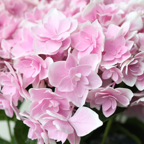 人気のアジサイ「コンペイトウ スマイル」 アートフラワー bloom town