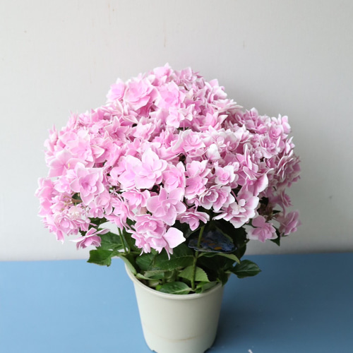 コンペイトウページ 紫陽花 「コンペイトウ」の写真素材 [6740655] - PIXTA