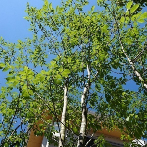 アオダモ2本と他3本まとめて