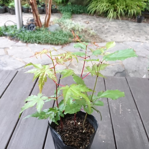販売済】特選！お得苗木 アオダモと山もみじ2本の3本立ち (約21