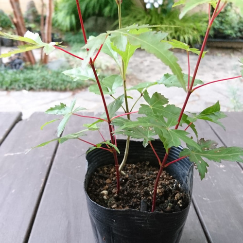 販売済】特選！お得苗木 アオダモと山もみじ2本の3本立ち (約21