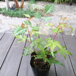 販売済】特選！お得苗木 アオダモと山もみじ2本の3本立ち (約21～25cm
