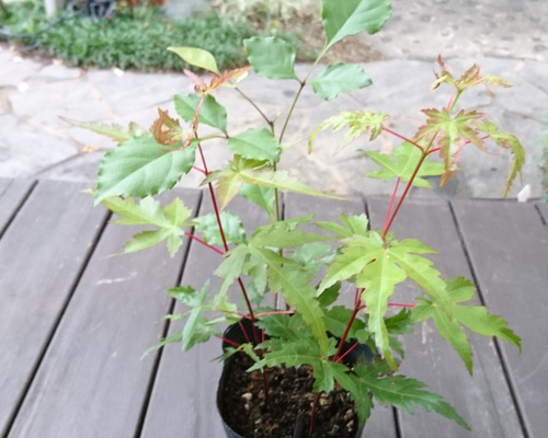 f0e2d0cc80312050a96cc6d990ef0d