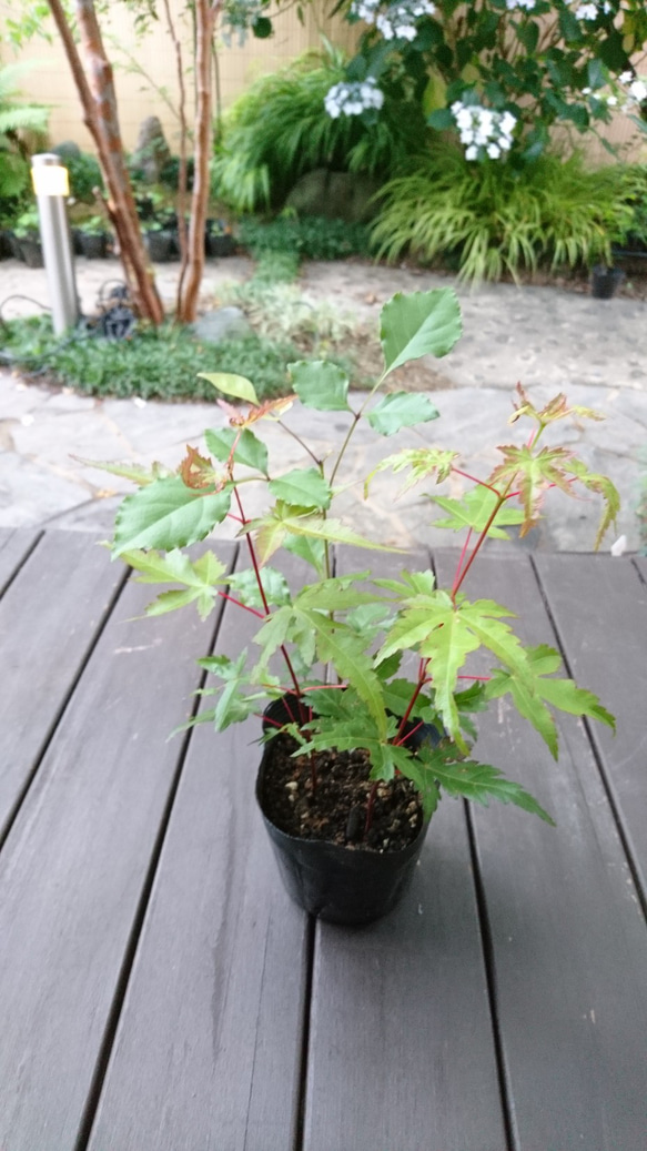 販売済】特選！お得苗木 アオダモと山もみじ2本の3本立ち (約21～25cm