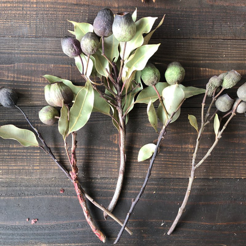 ユーカリベルガムナッツ(トランペット)ショート5本セット 実が多くつい