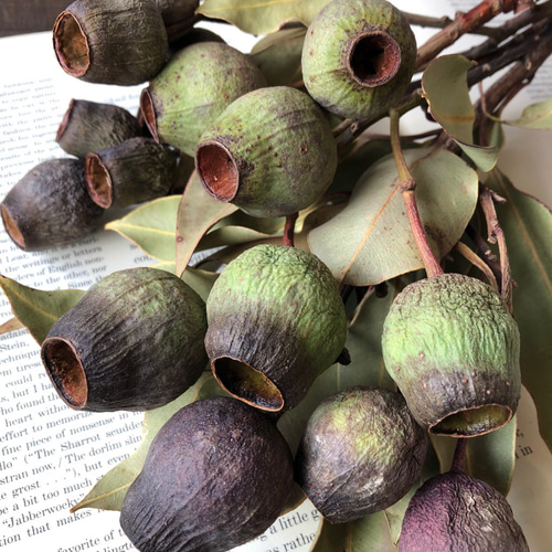 ユーカリベルガムナッツ(トランペット)ショート5本セット 実が多くつい