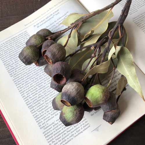 ドライフラワー❇️ベルガムナッツ❣️木の実 幸せを呼ぶ木の実・ブッダナッツ（ベルガムナッツ・ポプラコーン）S