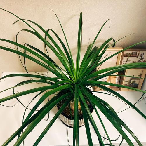 現品］トックリラン ポニーテール ノリナ ○陶器鉢付き○観葉植物