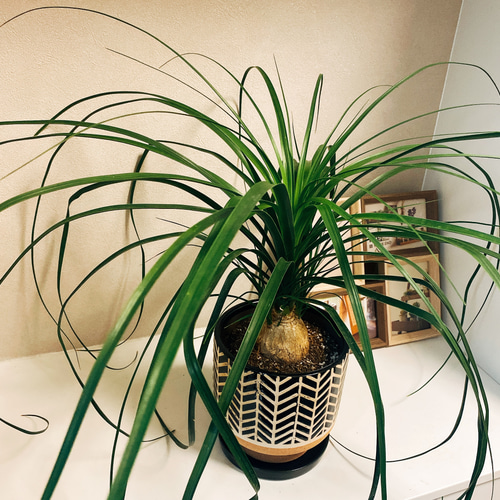 現品］トックリラン ポニーテール ノリナ ○陶器鉢付き○観葉植物