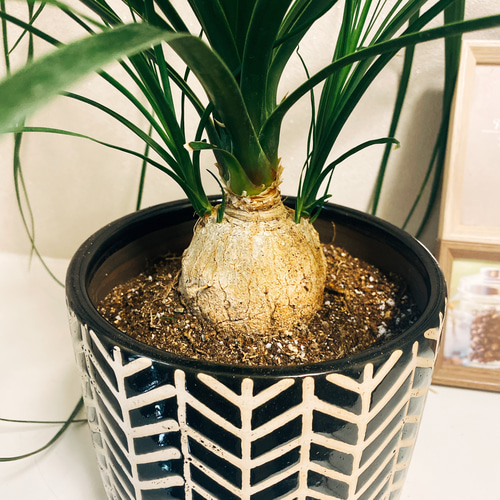 観葉植物 大型 ノリナ トックリラン