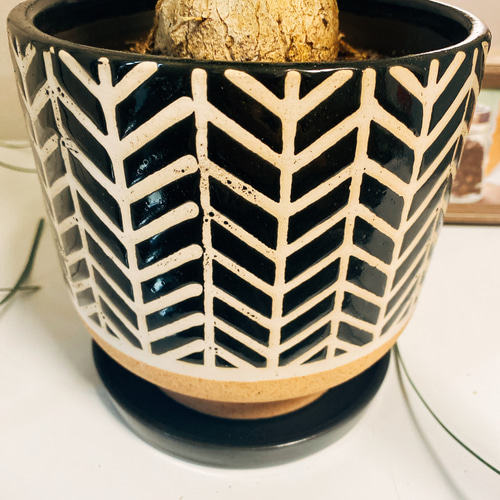 現品］トックリラン ポニーテール ノリナ ○陶器鉢付き○観葉植物