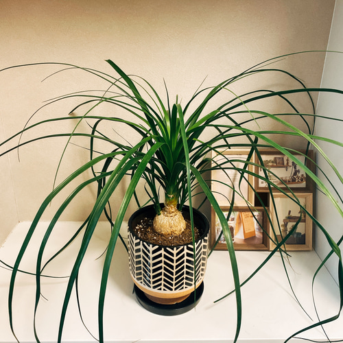 現品］トックリラン ポニーテール ノリナ ○陶器鉢付き○観葉植物