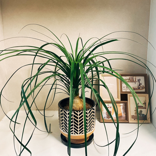 現品］トックリラン ポニーテール ノリナ ○陶器鉢付き○観葉植物