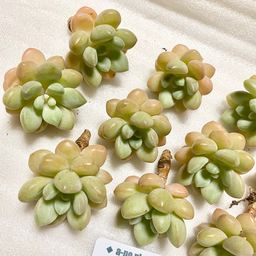 多肉植物 どき バブルキャンディ リエール苗