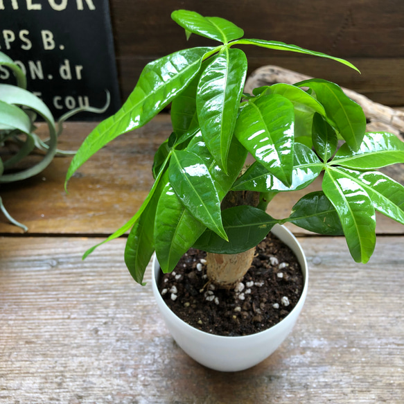 パキラ♡インテリア♡観葉植物♡ガーデニング 9枚目の画像